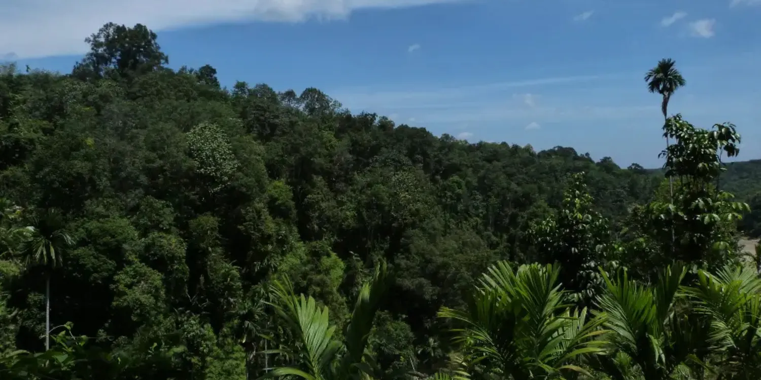 for&ecirc;t tropicale au nord de Sumatra Indon&eacute;sie